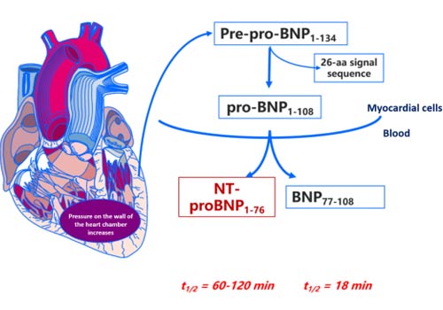 NT-proBNP & BNP